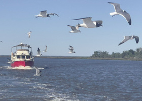 seagulls-Kim-April Cover.jpg