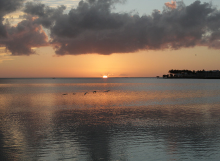 Birds Flying Off into the Sunset at Marathon_Molly Darnell_TEVA.jpg